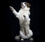 Photo Chien de Garde de Moscou