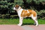 Photo Chien de Garde de Moscou