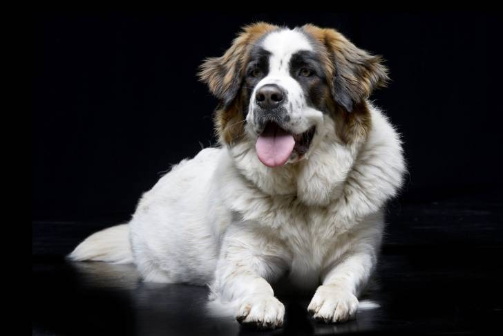 Photo Chien de Garde de Moscou