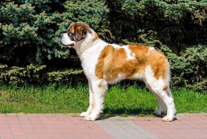 Photo Chien de Garde de Moscou