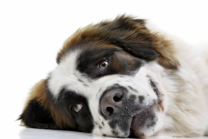 Photo Chien de Garde de Moscou