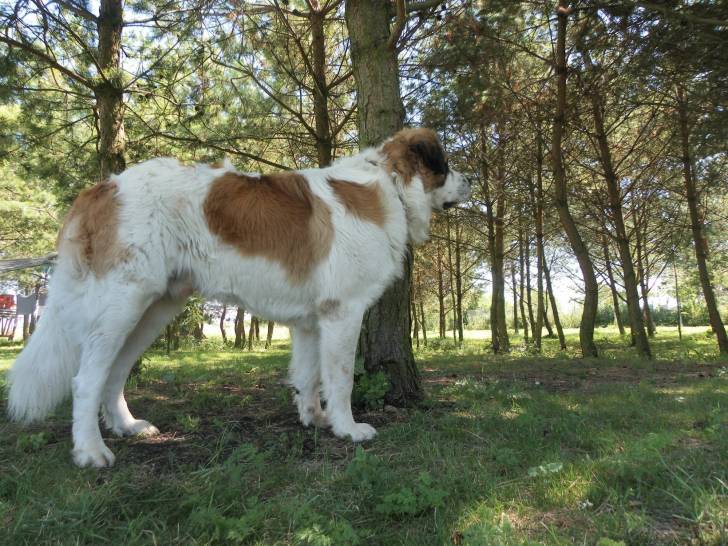 Photo Chien de Garde de Moscou