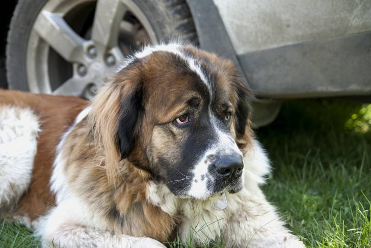 Photo Chien de Garde de Moscou