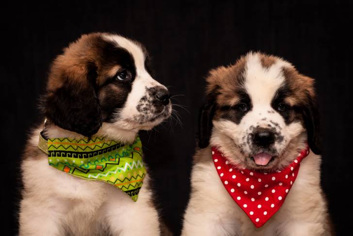 Photo Chien de Garde de Moscou