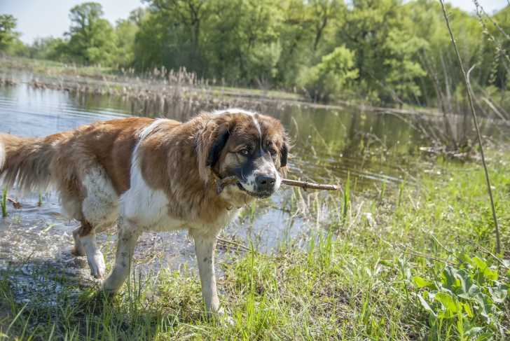 Photo Chien de Garde de Moscou