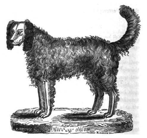 L’Épagneul des Alpes