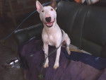Murdock - Bull Terrier Mâle (8 mois)