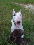 kalace - Bull Terrier (4 ans)