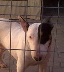 Kira - Bull Terrier (4 ans)