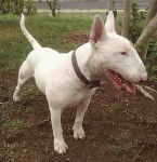 Mia - Bull Terrier (1 an)