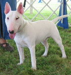 Mia - Bull Terrier (1 an)