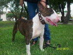 Col - Bull Terrier (2 ans)