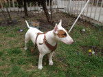 Jacob - Bull Terrier Mâle (8 ans)