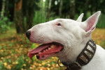 Mia - Bull Terrier Mâle (1 an)