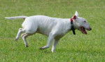 Mia - Bull Terrier (1 an)