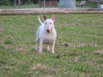 Dala - Bull Terrier (6 ans)
