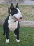 Rock - Bull Terrier Mâle (5 ans)