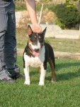 Boris - Bull Terrier Mâle (4 ans)