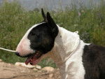 Birdie - Bull Terrier (4 ans)