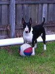 Zodiac - Bull Terrier (3 ans)