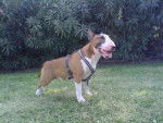 Iron - Bull Terrier Mâle (10 mois)