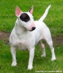 juancho - Bull Terrier Mâle (2 ans)