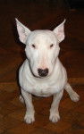 pillo - Bull Terrier Mâle (1 an)
