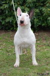 Maya - Bull Terrier (1 an)