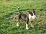 Gladiateur - Bull Terrier Mâle (3 mois)