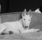 Lola - Bull Terrier