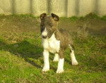 zuzia - Bull Terrier (3 mois)