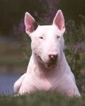 Dikia - Bull Terrier (2 ans)