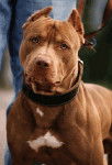 Staffior - Bull Terrier (1 mois)