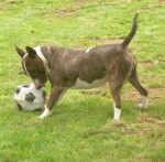 tona - Bull Terrier Mâle (2 ans)