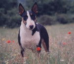 Bull Terrier - Bull Terrier