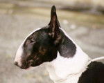 Bull Terrier - Bull Terrier