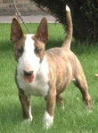 Bull Terrier - Bull Terrier