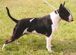 Bull Terrier - Bull Terrier