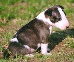 Bull Terrier - Bull Terrier