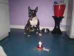 Photo Bull Terrier