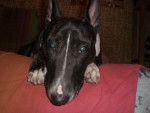 Photo Bull Terrier
