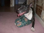 Photo Bull Terrier