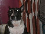 Photo Bull Terrier