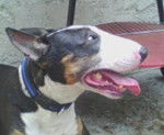 bull terrier goliath - Bull Terrier