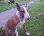 bull terrier kaya - Bull Terrier
