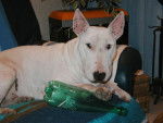 Slïde - Bull terrier - Bull Terrier