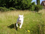 BULL TERRIER-Slïde - Bull Terrier