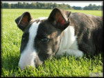 Bull Terrier Chips - Bull Terrier