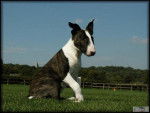 Bull Terrier Chips - Bull Terrier