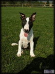 Bull Terrier Chips - Bull Terrier